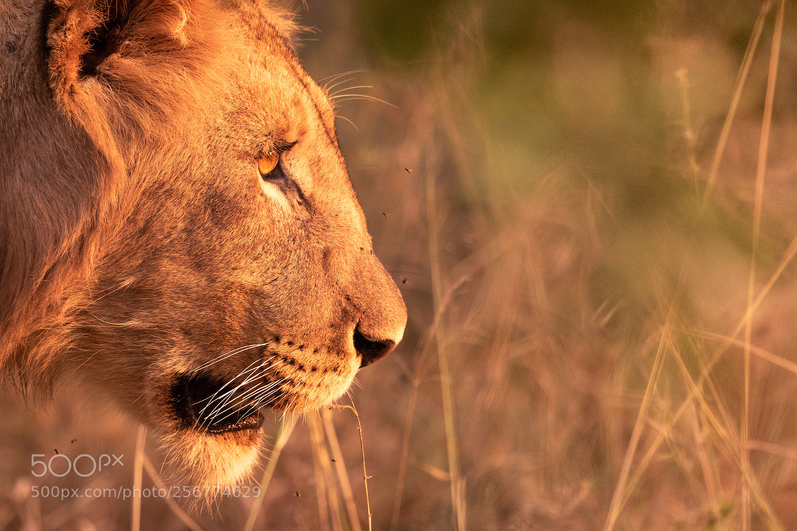 Canon EOS 7D Mark II sample photo. Male lion photography