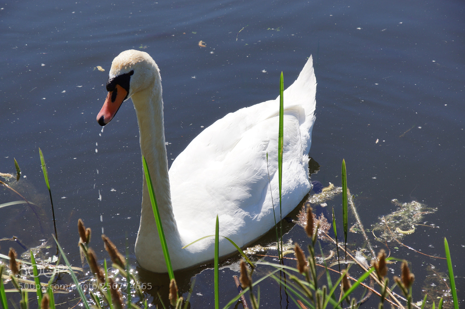 Sony SLT-A68 sample photo. A swan. photography