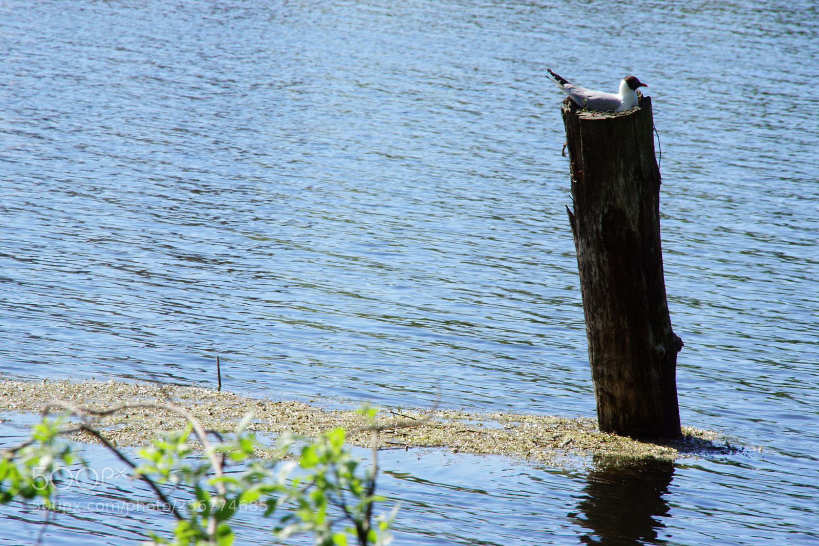 Sony SLT-A68 sample photo. Home sweet home. photography