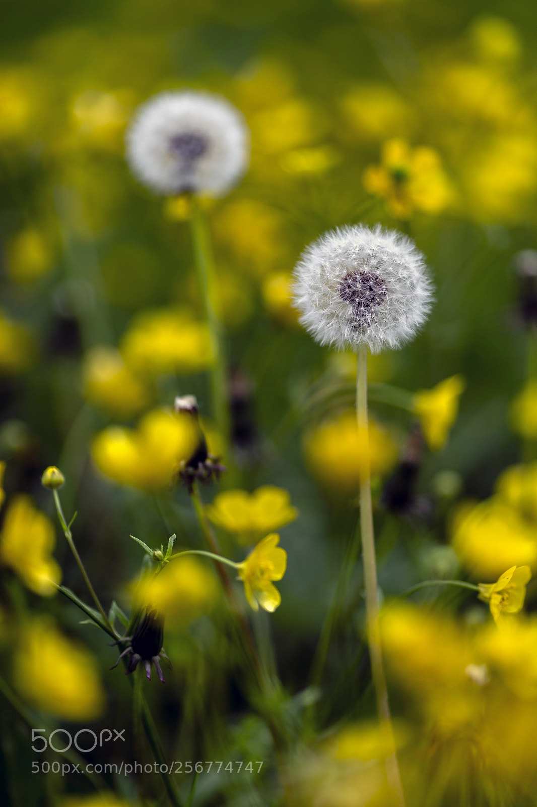 Canon EOS 6D sample photo. Dandelion photography