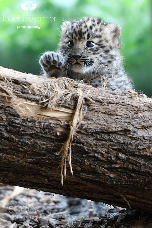 Nikon D500 sample photo. Amur leopard cub photography