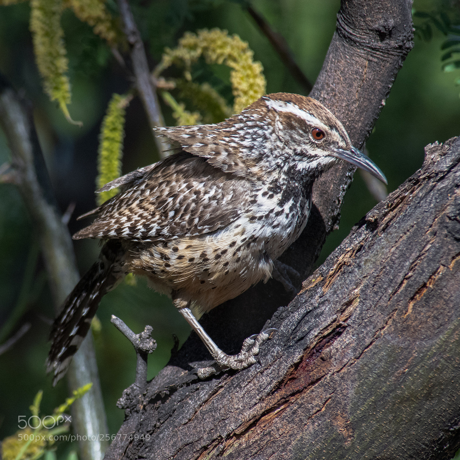 Nikon D850 sample photo. Rooting in a mesquite photography