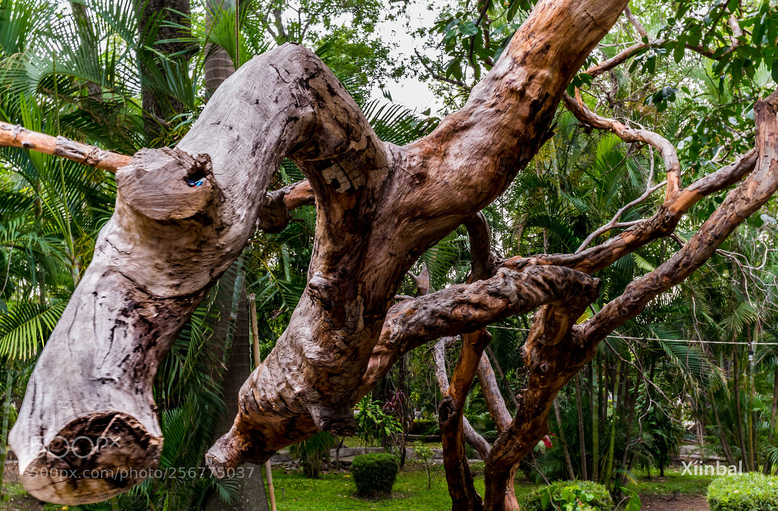 Nikon D3300 sample photo. El árbol photography