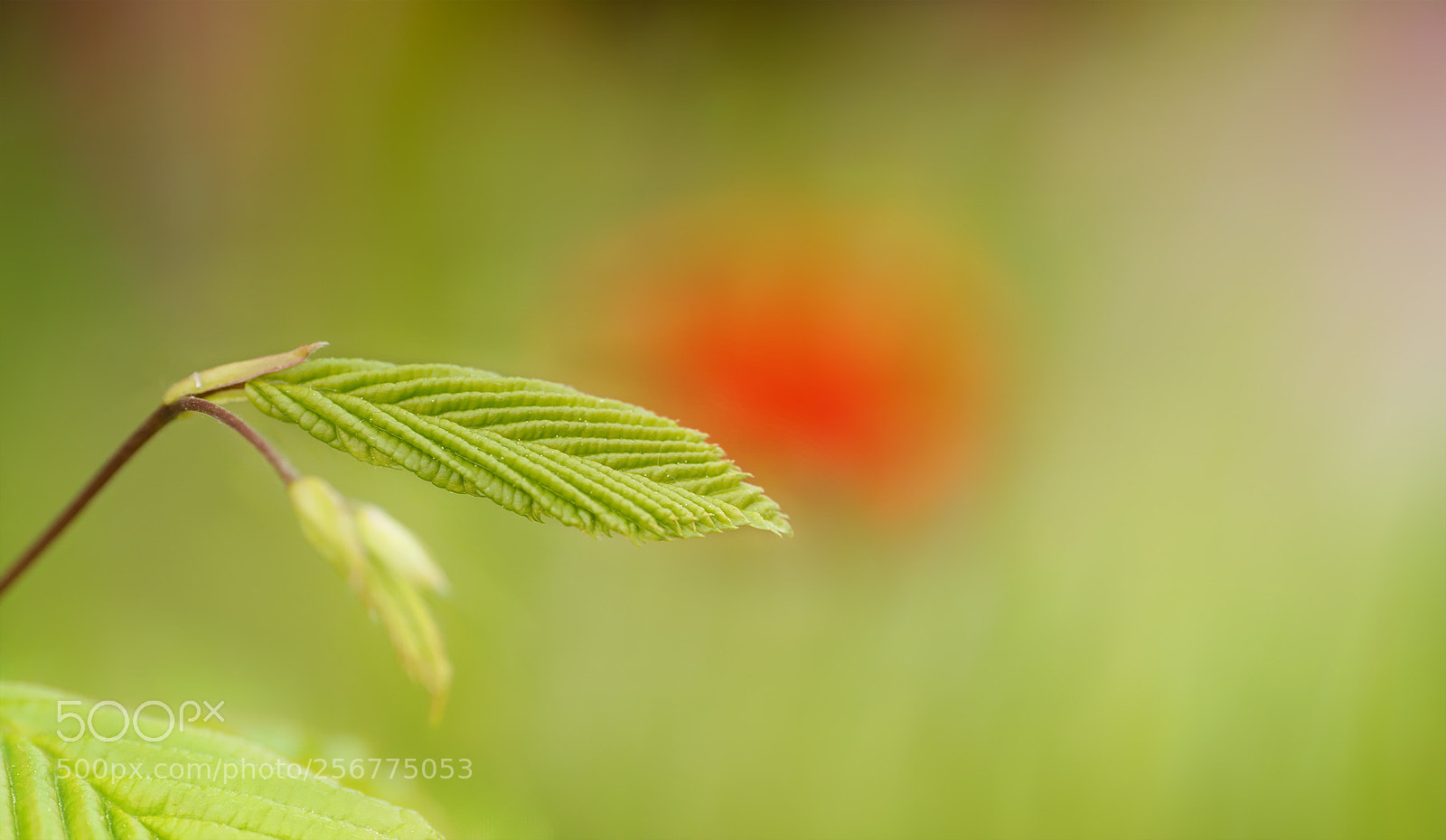 Sony a7R II sample photo. Ein kleines niedliches blatt ... photography