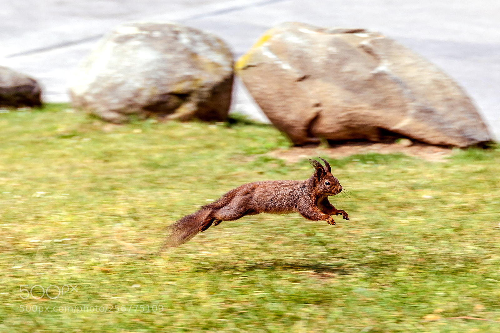 Canon EOS 5D Mark IV sample photo. Flying eichhörnchen photography