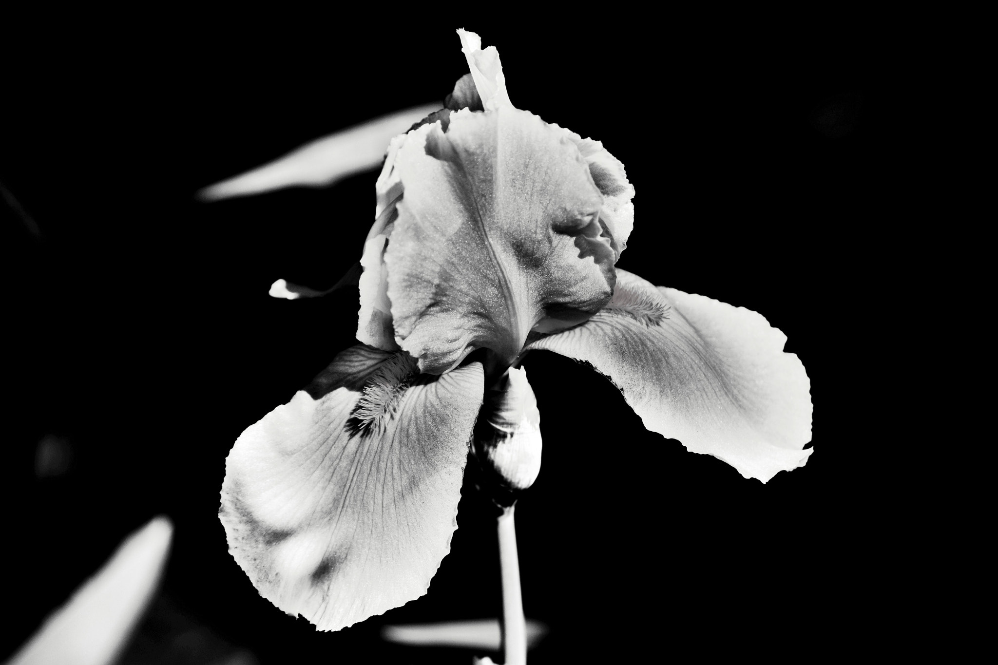 Nikon D7200 sample photo. Iris photography