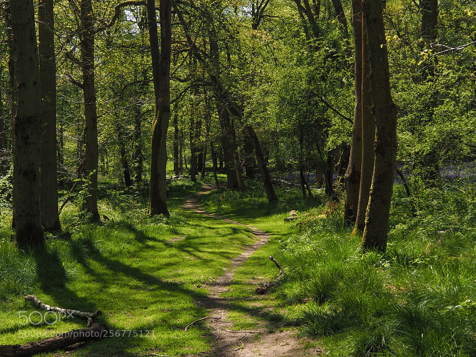 Olympus OM-D E-M10 II sample photo. Woodland path photography