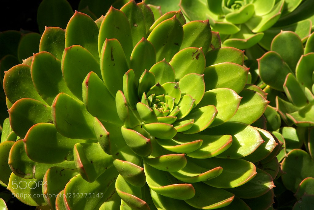 Nikon D60 sample photo. Version photography