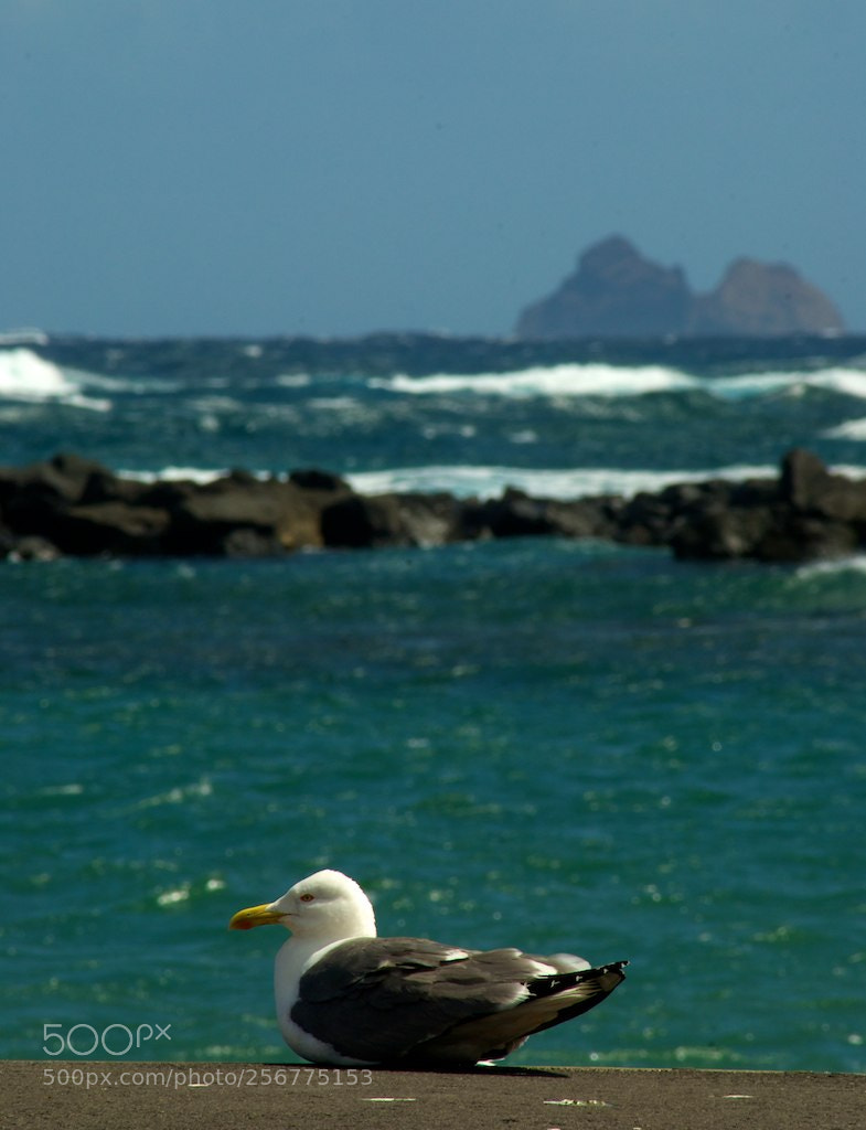 Nikon D60 sample photo. Version photography