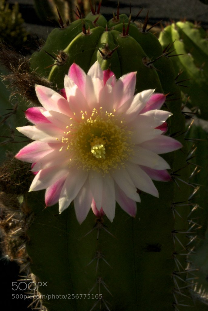 Nikon D60 sample photo. Version photography
