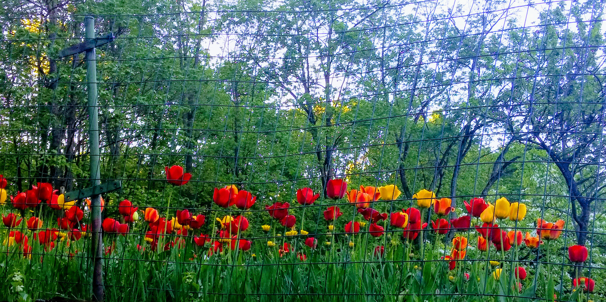 LG G3 sample photo. Spring photography