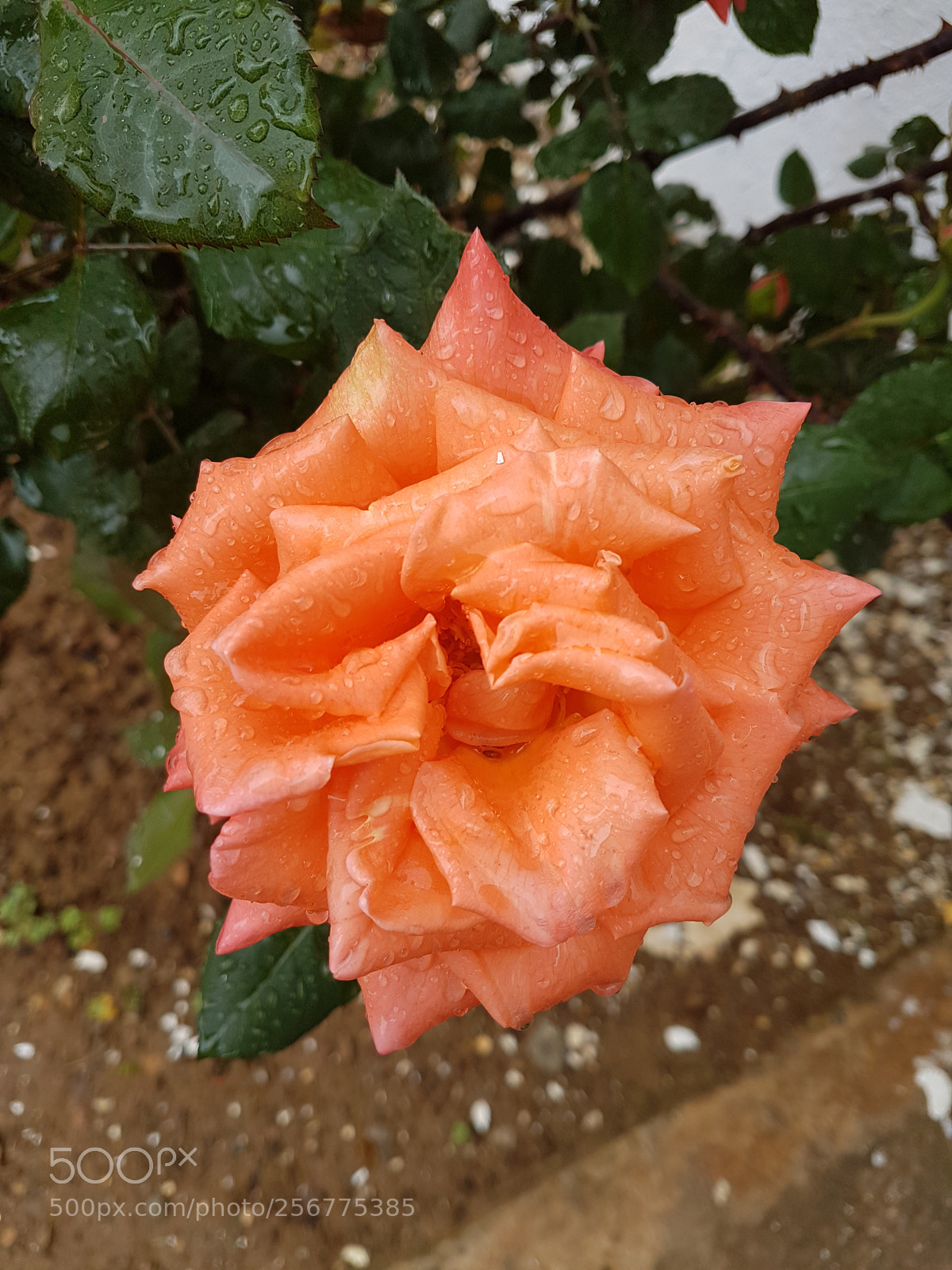 Samsung Galaxy S7 Edge sample photo. Untitled photography