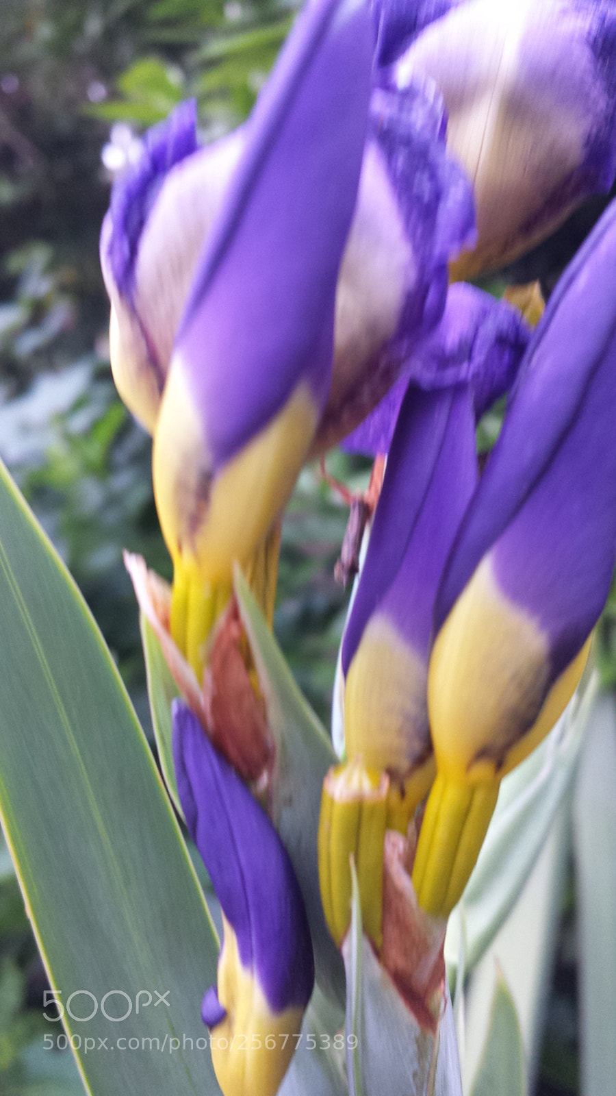 Samsung Galaxy S4 sample photo. Untitled photography