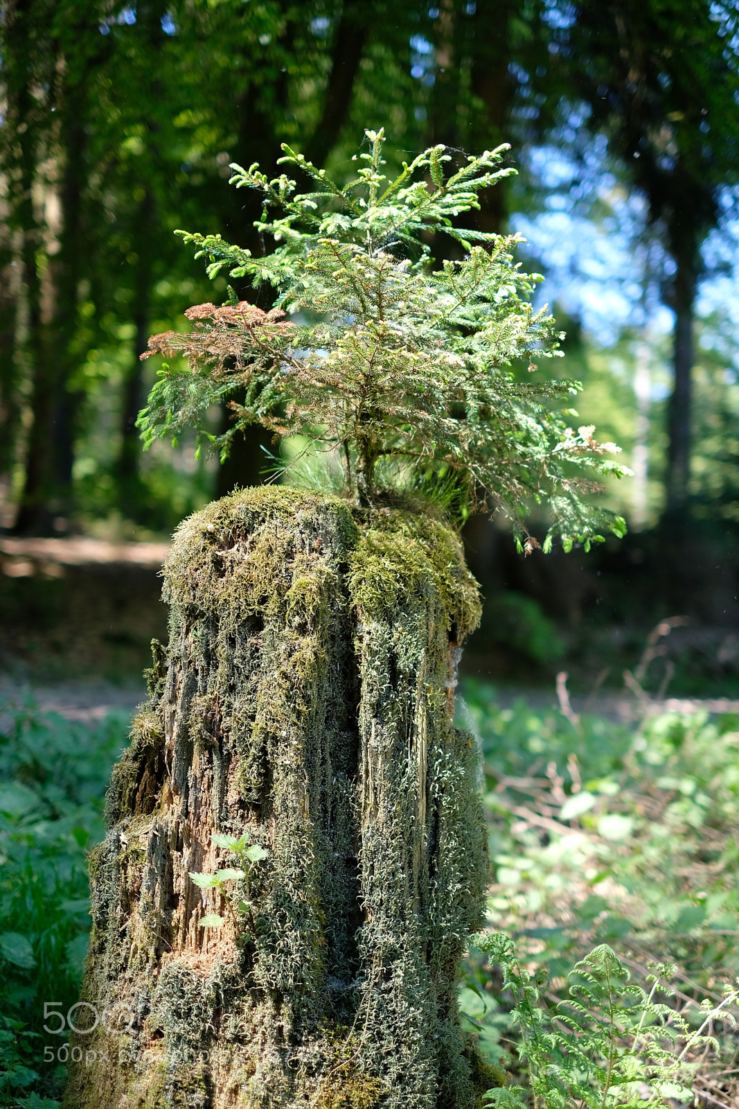 Fujifilm X-T2 sample photo. Tree on a tree photography