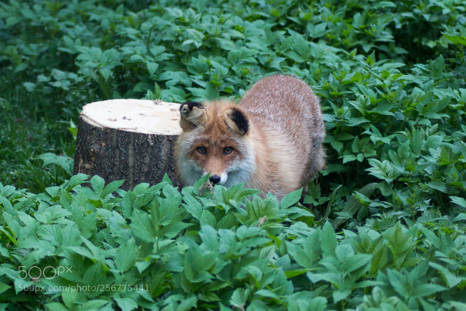 Canon EOS 70D sample photo. Fox in the moscow photography