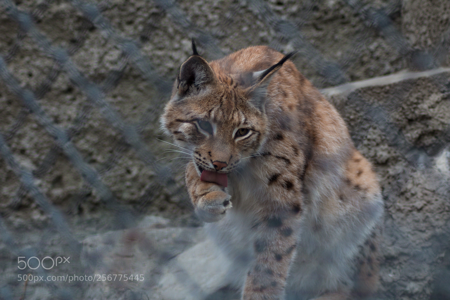 Canon EOS 70D sample photo. Lynx photography