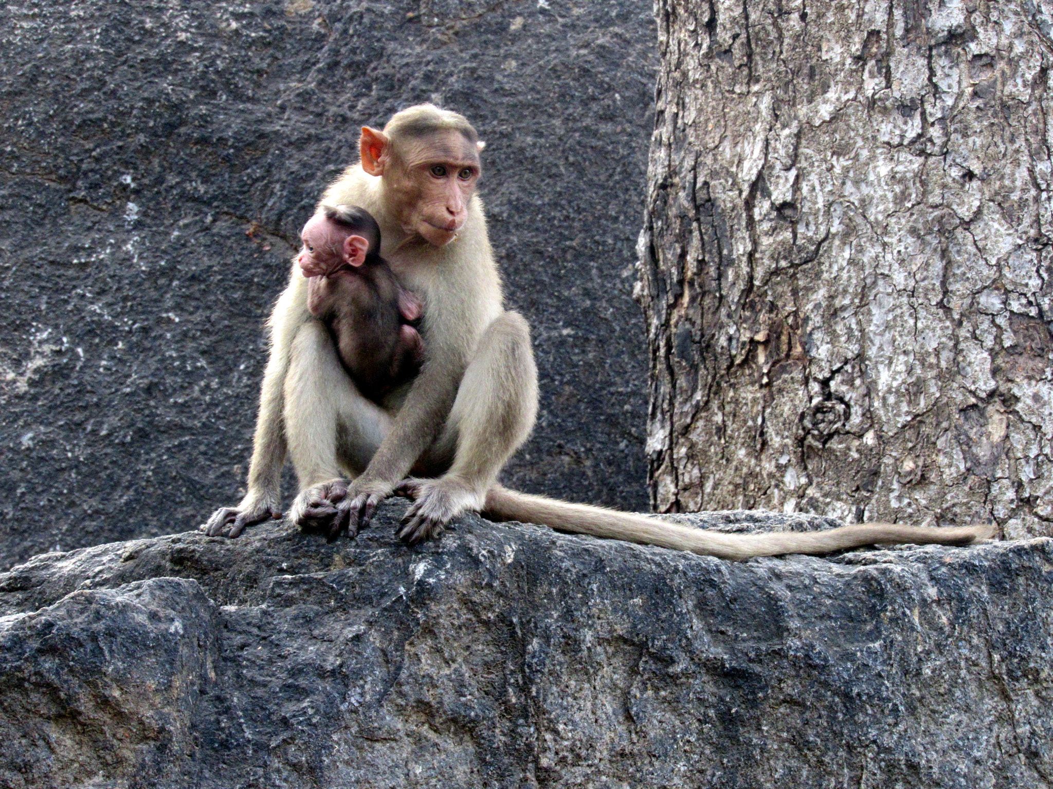 Canon PowerShot SX520 HS sample photo. Monkey with its kid photography