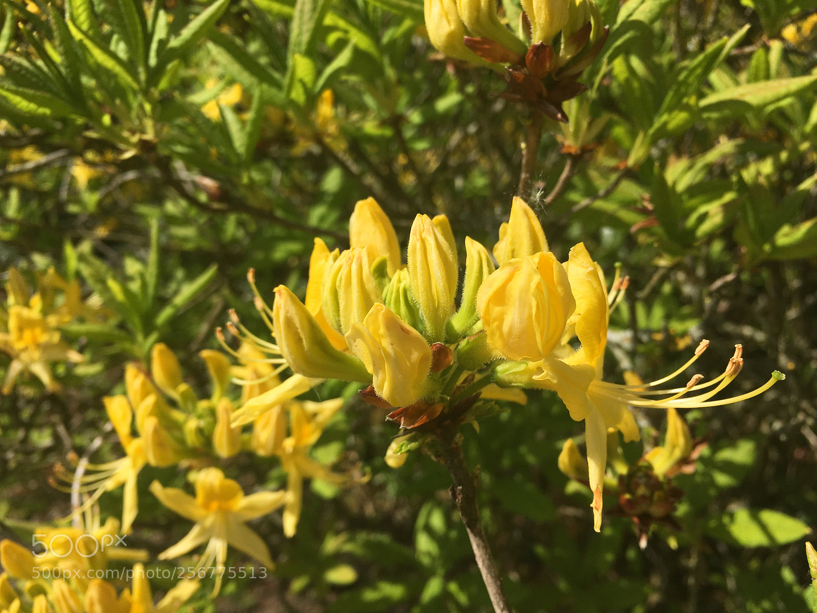 Apple iPhone SE sample photo. Rhododendron photography