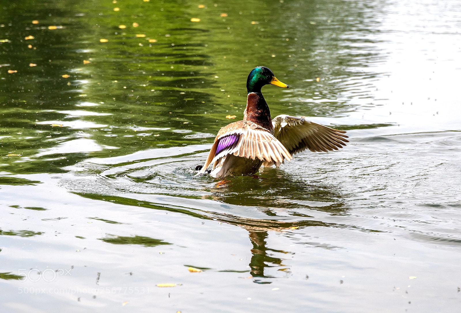 Canon EOS 5D Mark IV sample photo. Duck in olympiapark munich photography