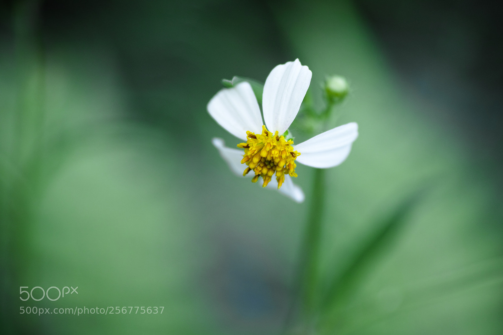 Sigma DP3 Merrill sample photo. Little white flower photography