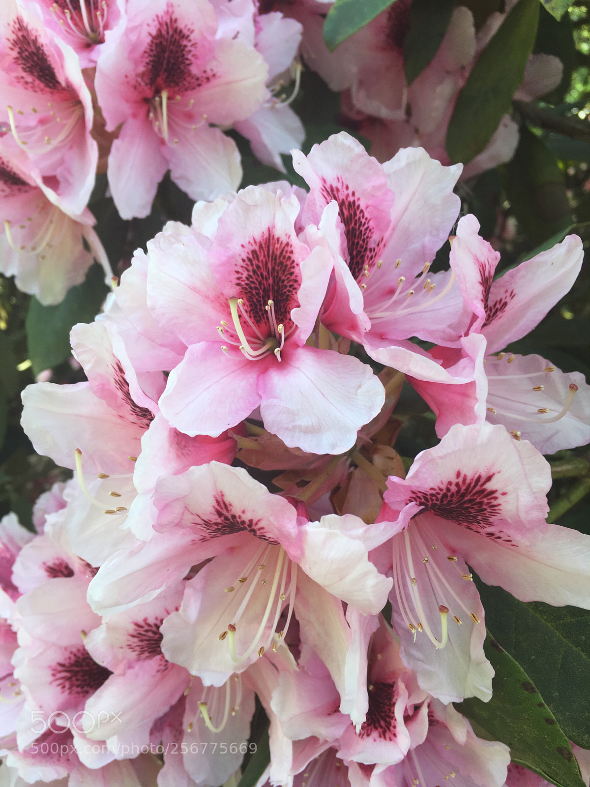 Apple iPhone SE sample photo. Rhododendron photography