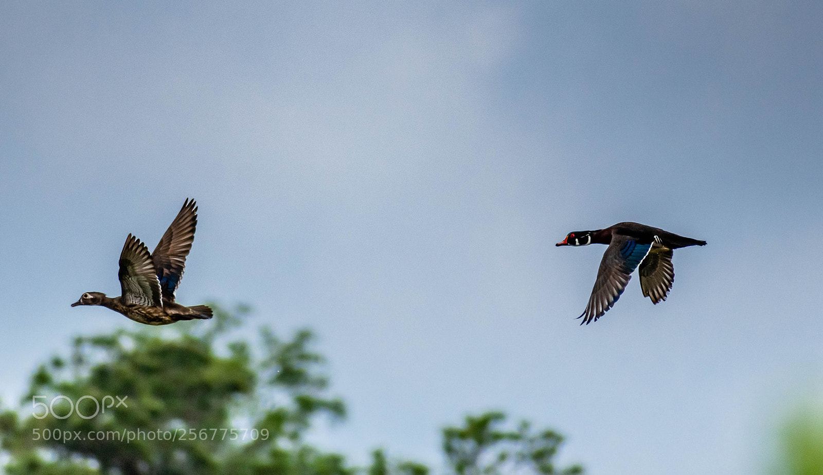 Nikon D7200 sample photo. Wood duck photography