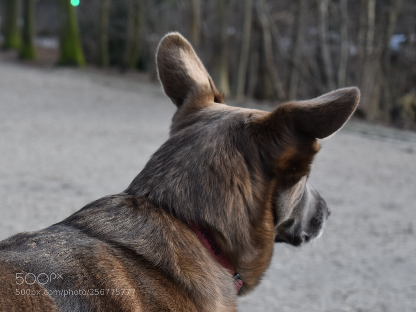 Nikon D3400 sample photo. Gaze photography