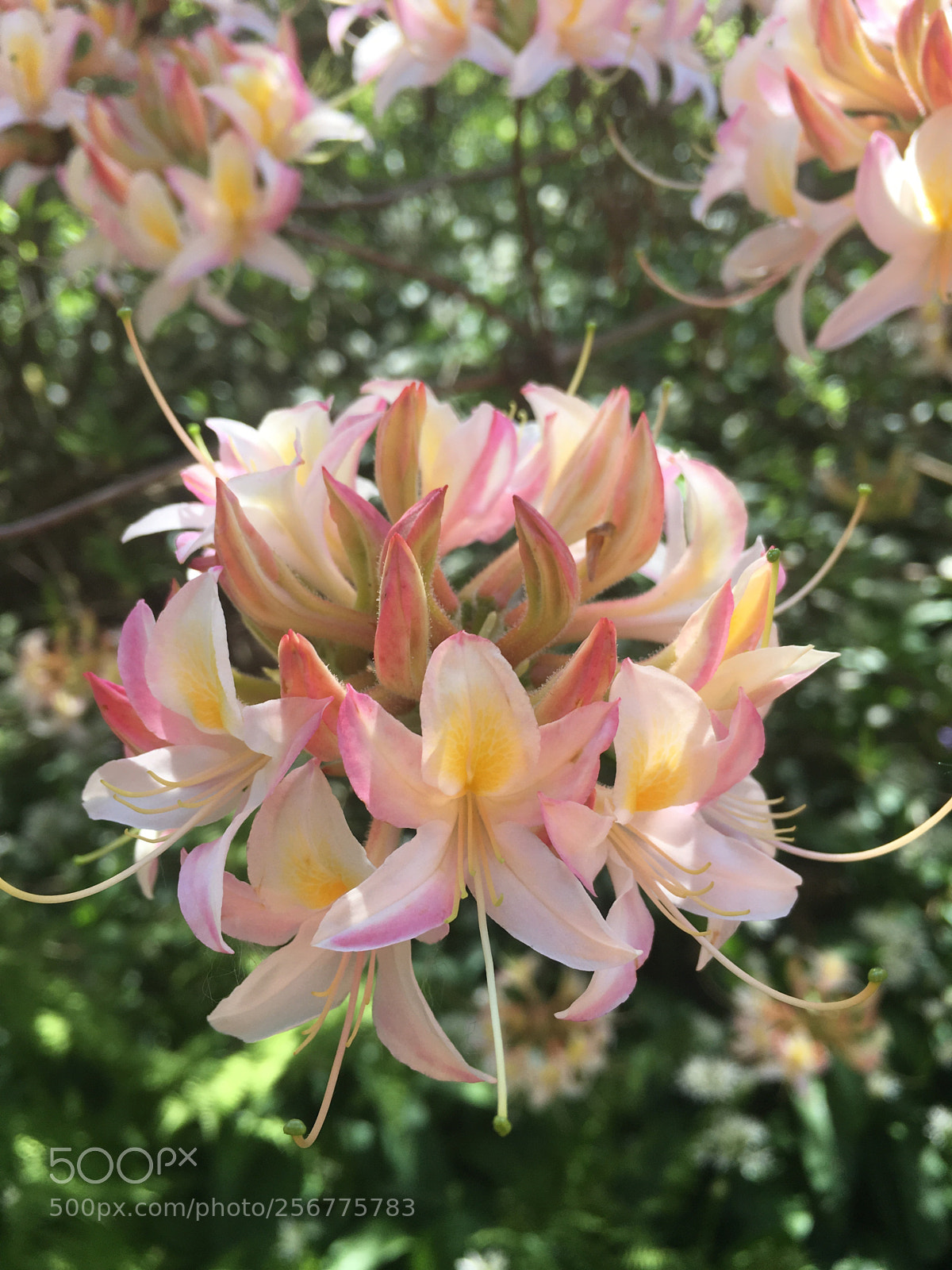 Apple iPhone SE sample photo. Rhododendron photography