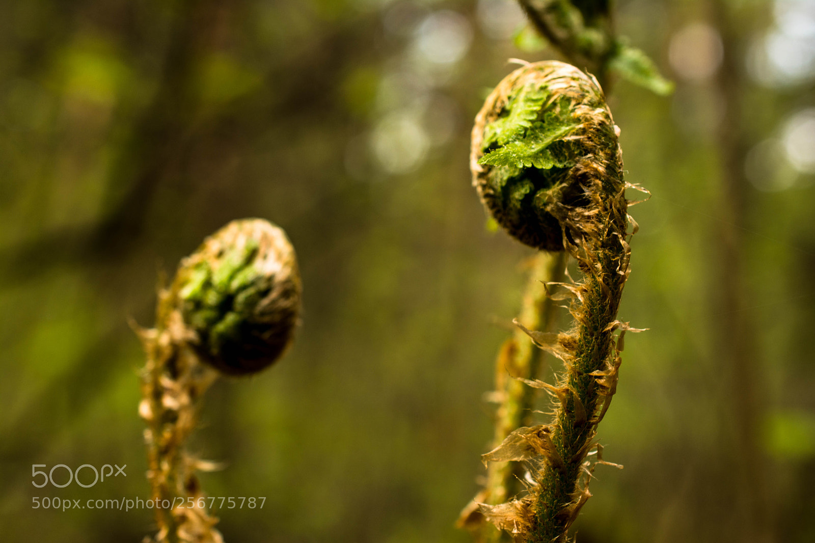 Nikon D7100 sample photo. Untitled photography