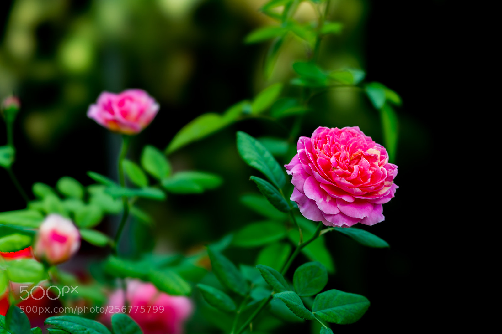 Sony a7R II sample photo. Flower photography
