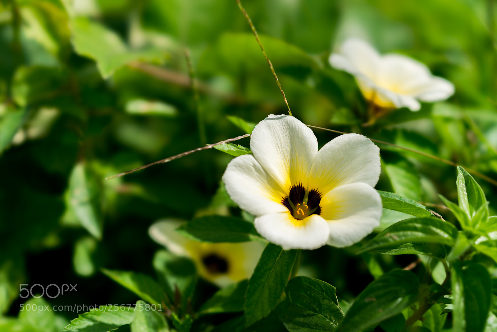 Sony a7R II sample photo. Flower photography