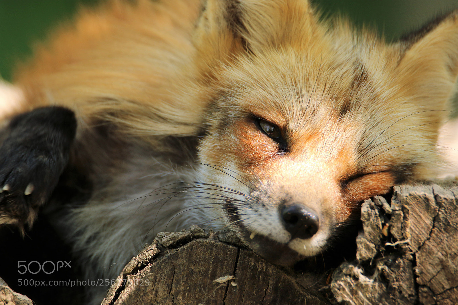 Canon EOS 70D sample photo. Nap time photography