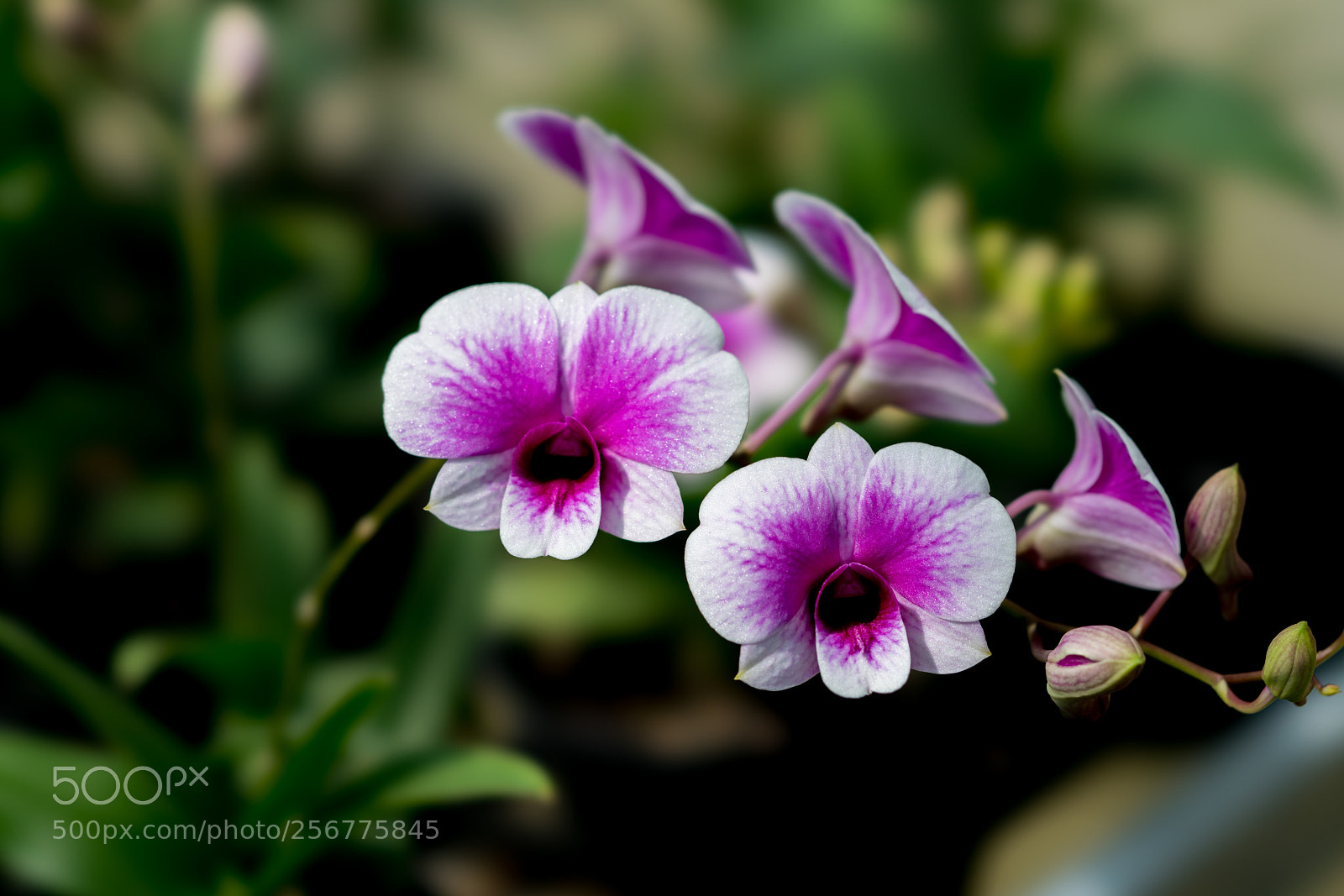 Sony a7R II sample photo. Flower photography
