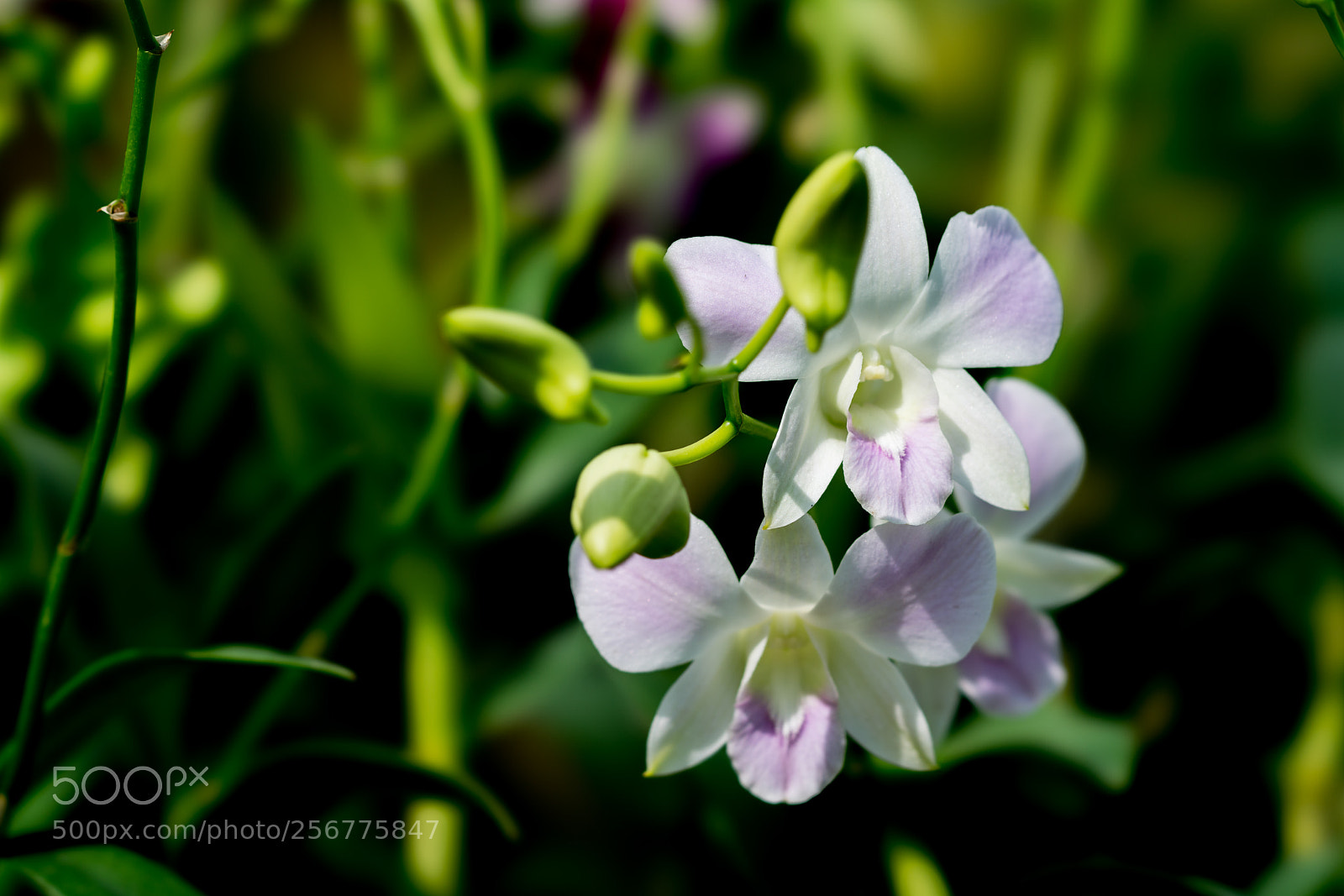 Sony a7R II sample photo. Flower photography