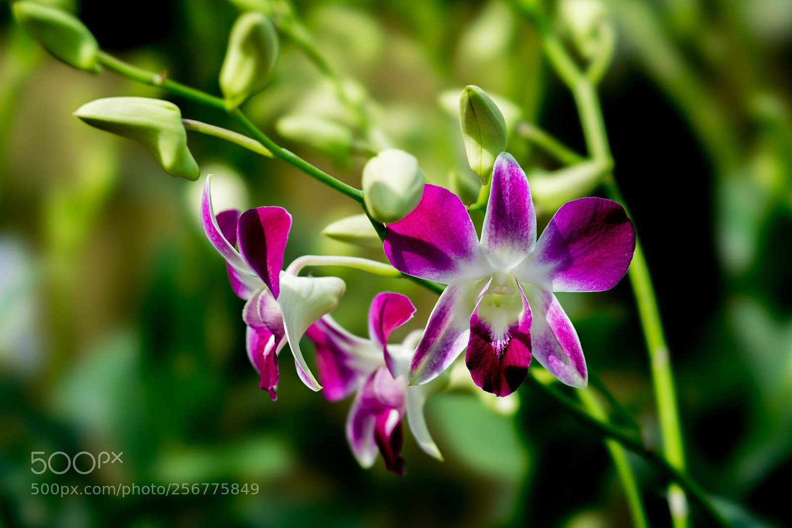 Sony a7R II sample photo. Flower photography