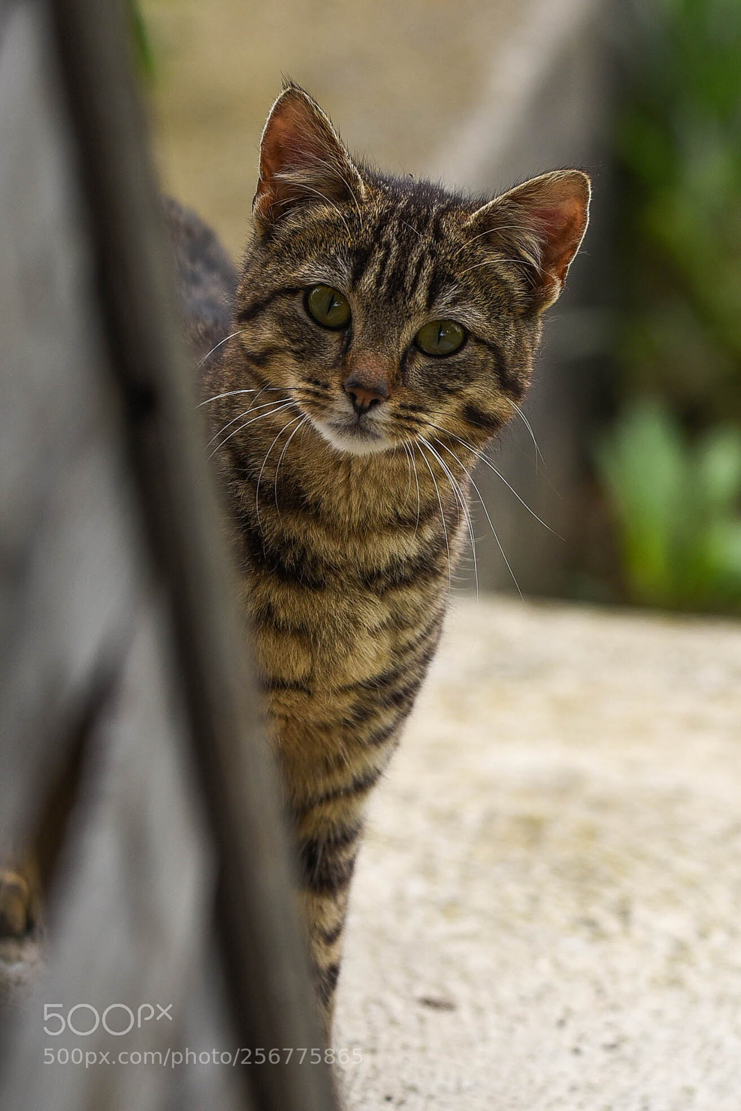 Nikon D750 sample photo. Dsc photography