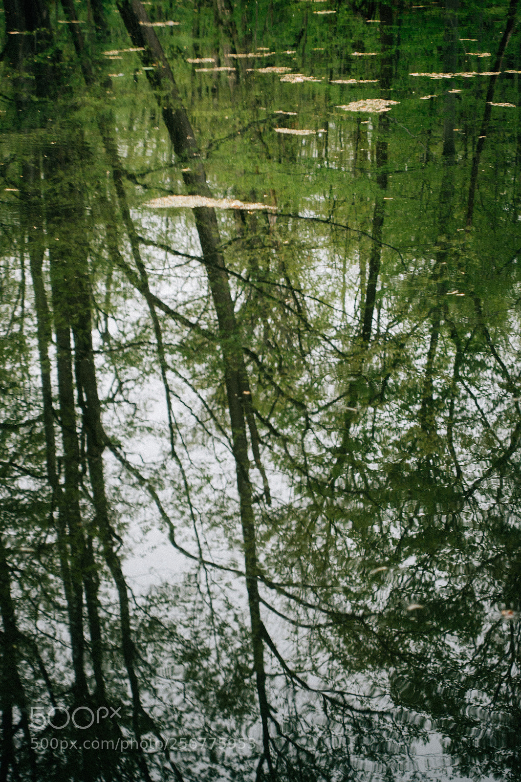 Sony DSC-RX100M5 sample photo. The upside down photography