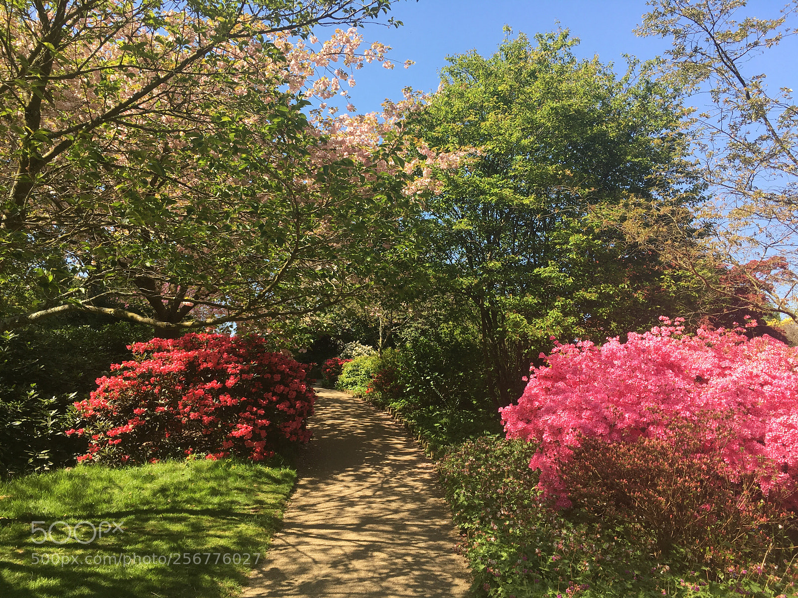 Apple iPhone SE sample photo. Floral walk photography