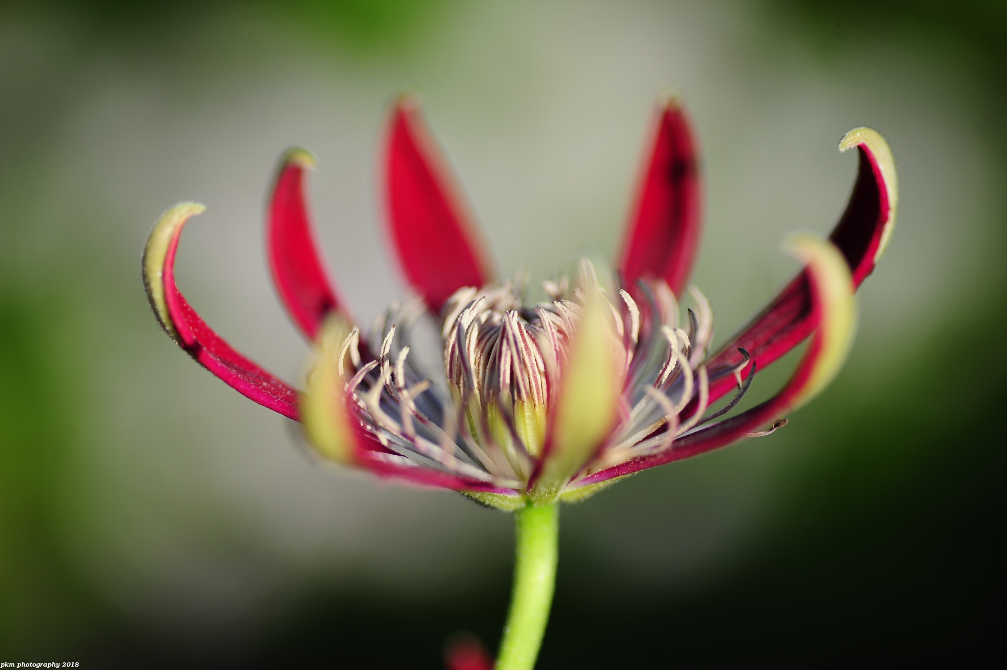 Nikon D700 sample photo. Clematis 'aiga harrington' photography