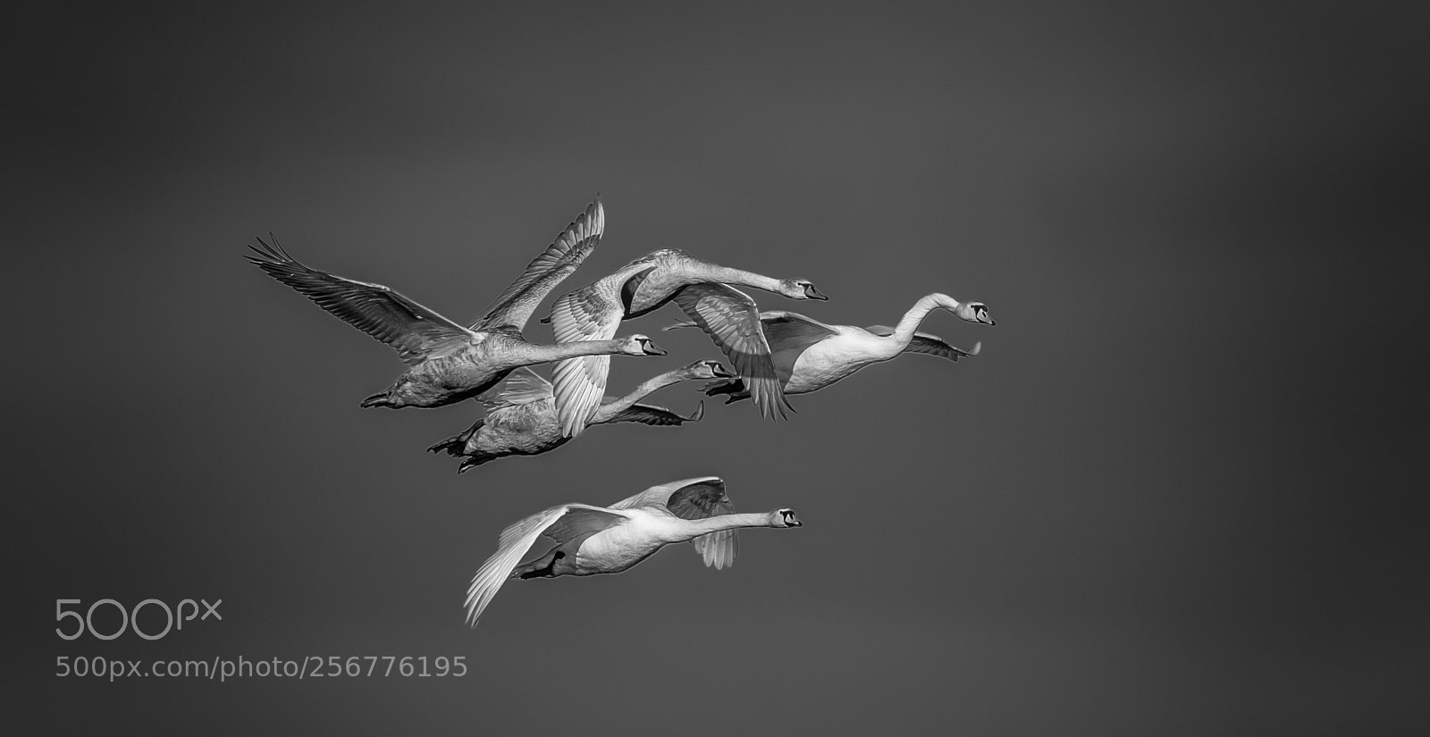 Nikon D5 sample photo. Swans photography