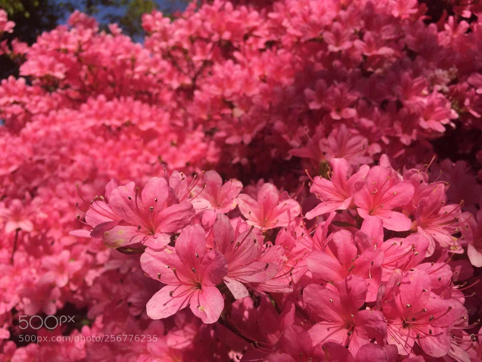 Apple iPhone SE sample photo. Rhododendron photography