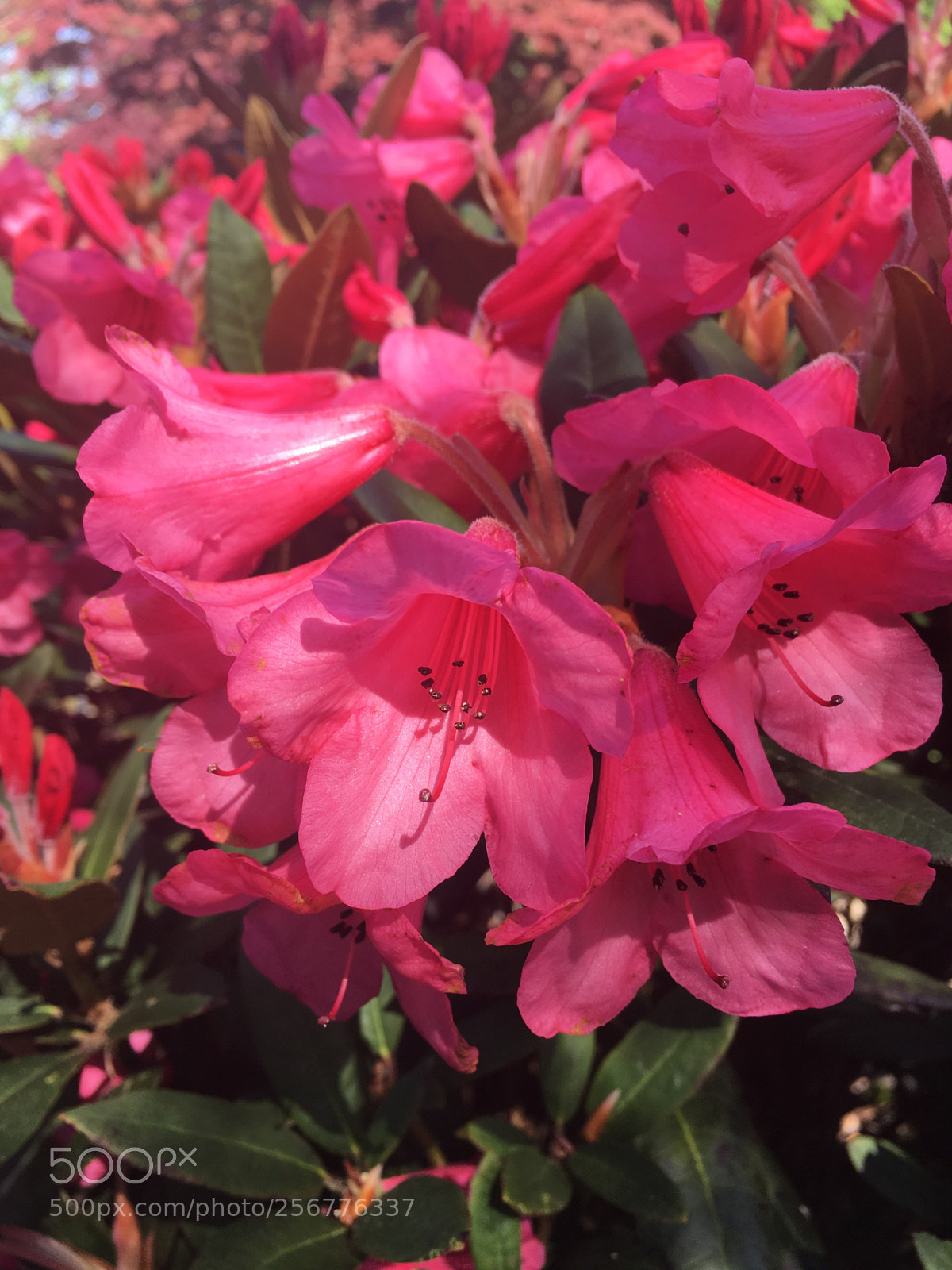 Apple iPhone SE sample photo. Rhododendron photography