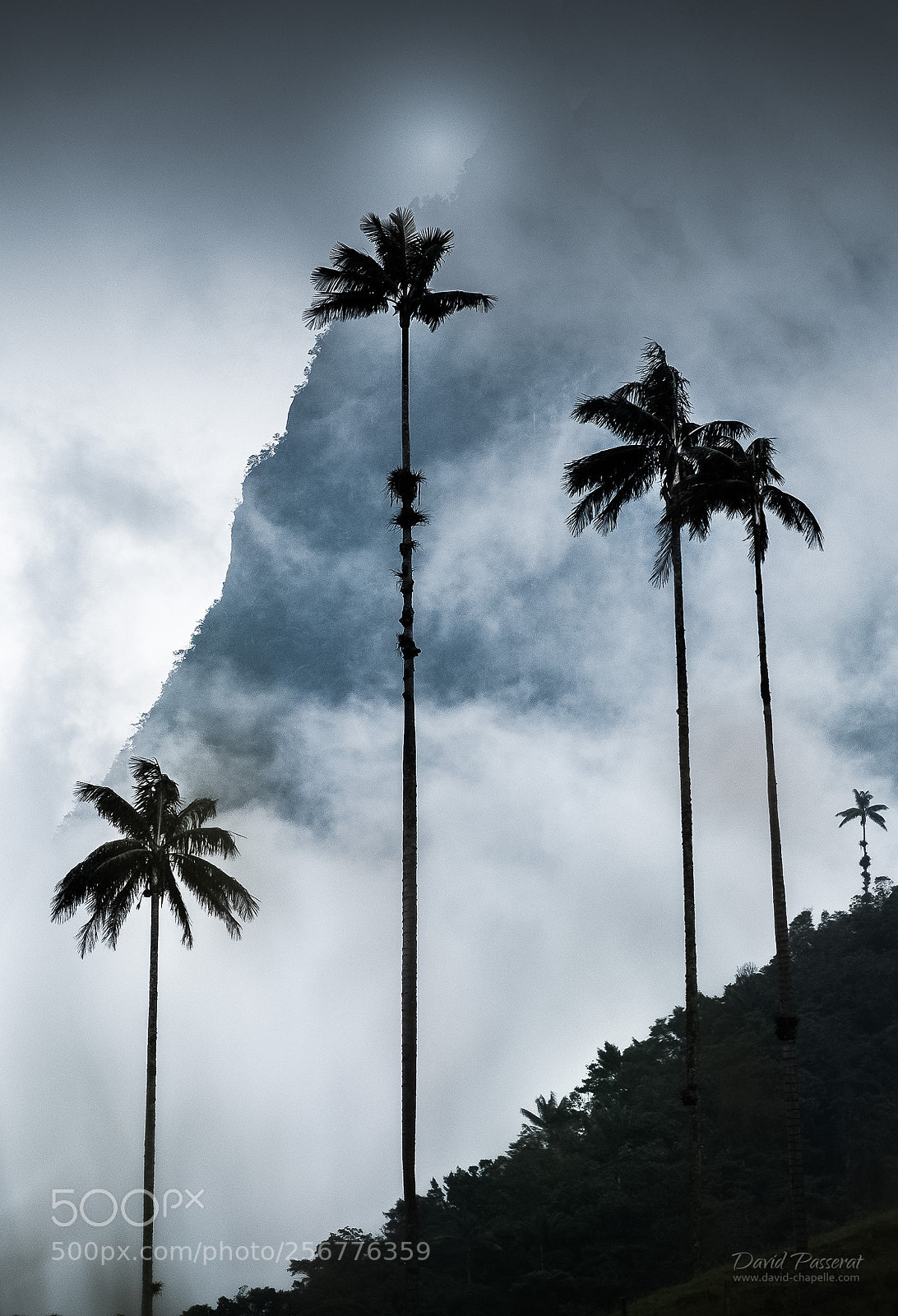 Fujifilm X-E1 sample photo. Cocora high palm trees photography