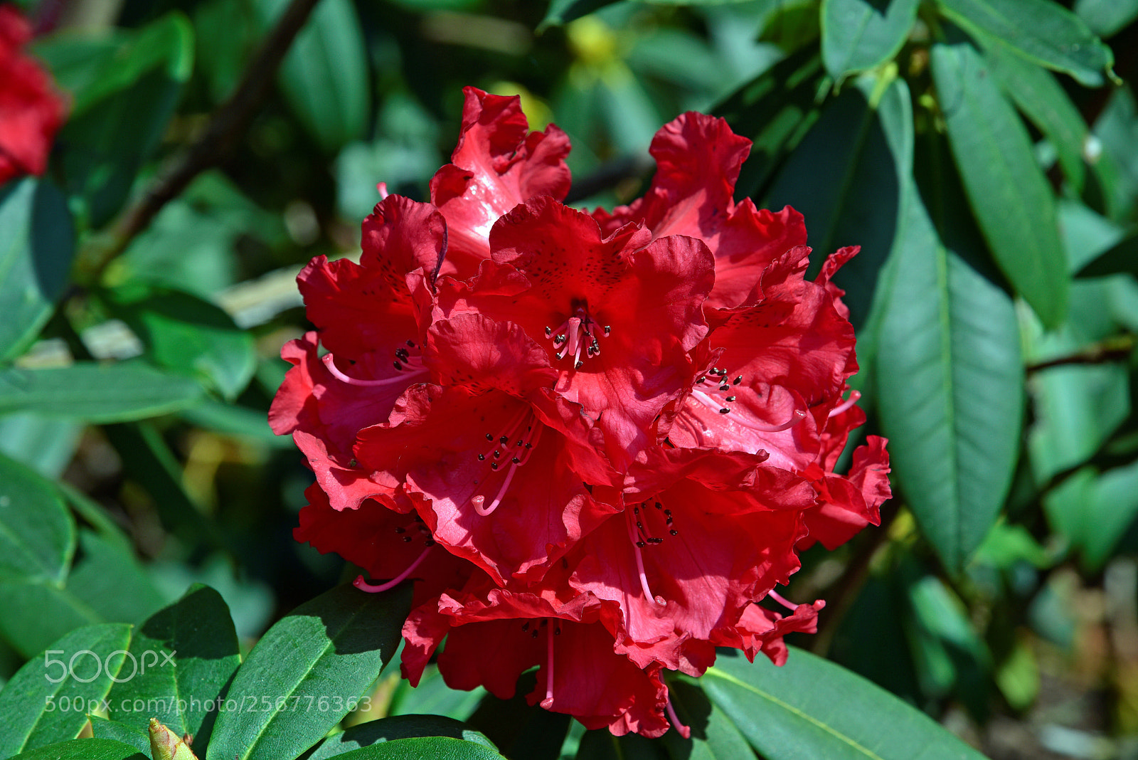 Nikon D750 sample photo. Blossom photography