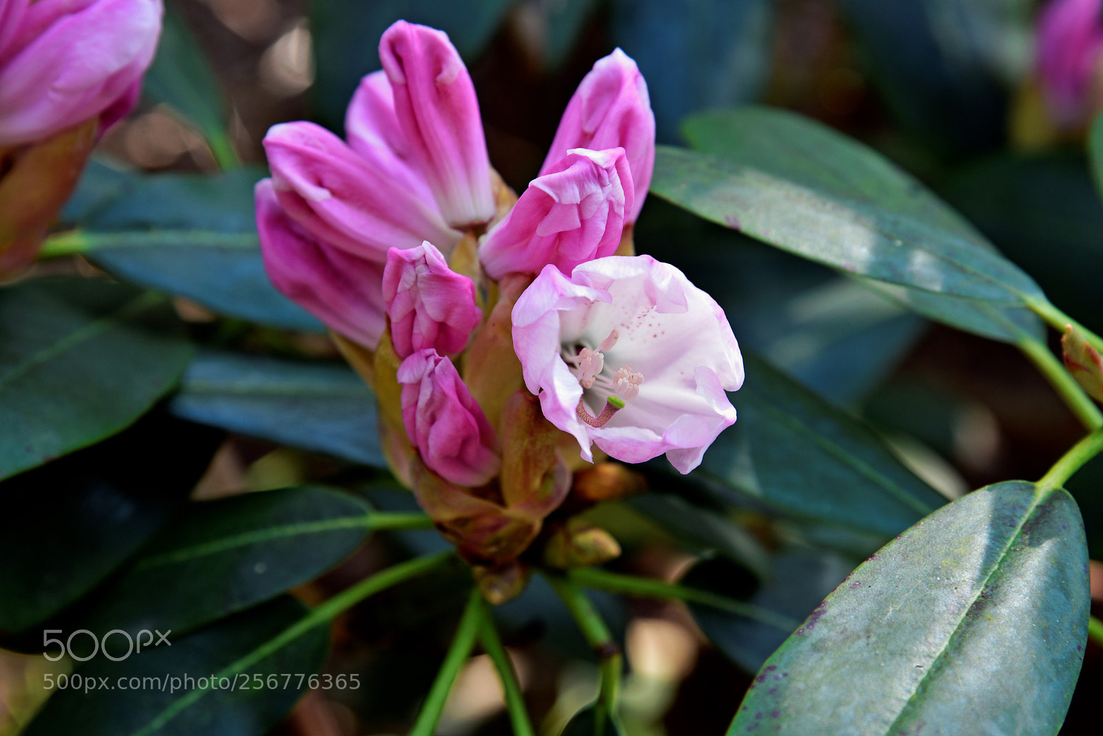 Nikon D750 sample photo. Blossom photography