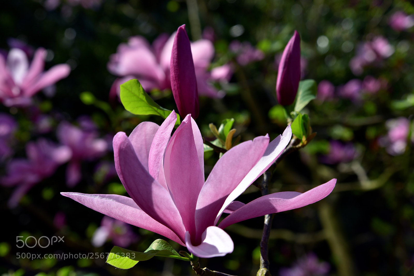 Nikon D750 sample photo. Blossom photography