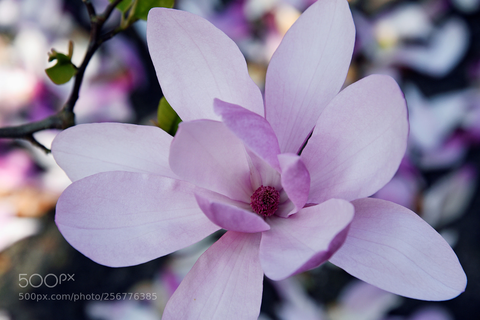 Nikon D750 sample photo. Blossom photography