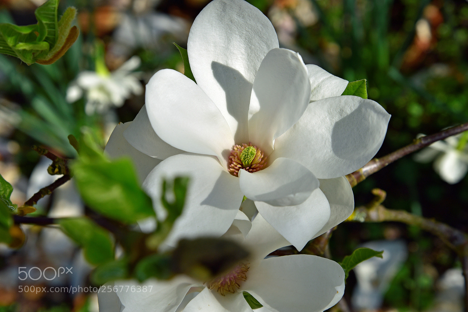 Nikon D750 sample photo. Blossom photography
