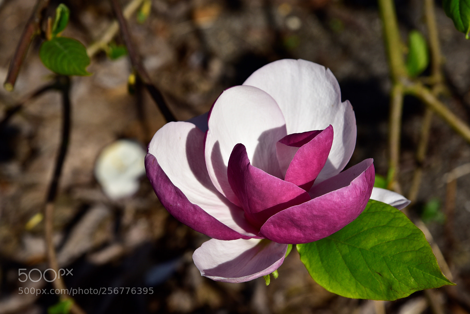 Nikon D750 sample photo. Blossom photography