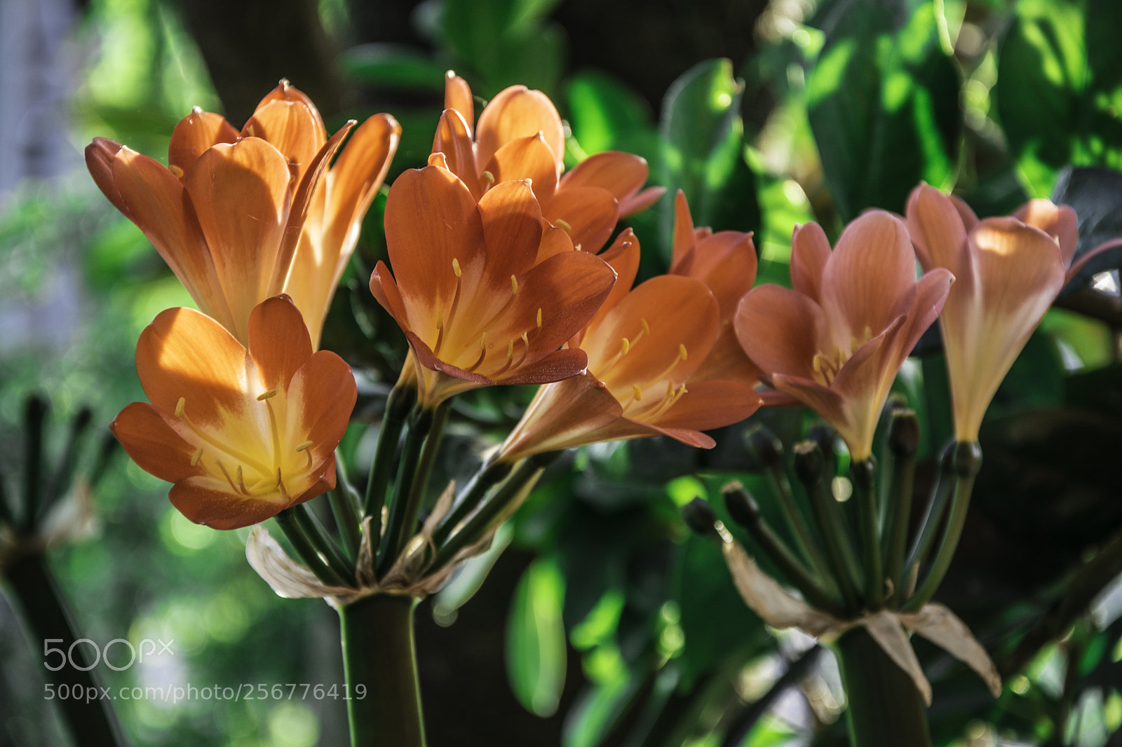 Nikon D7100 sample photo. Caesalpinia photography